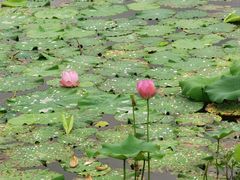 -荷塘月色湿地公园·向阳花洲