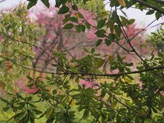 -南汇桃花村