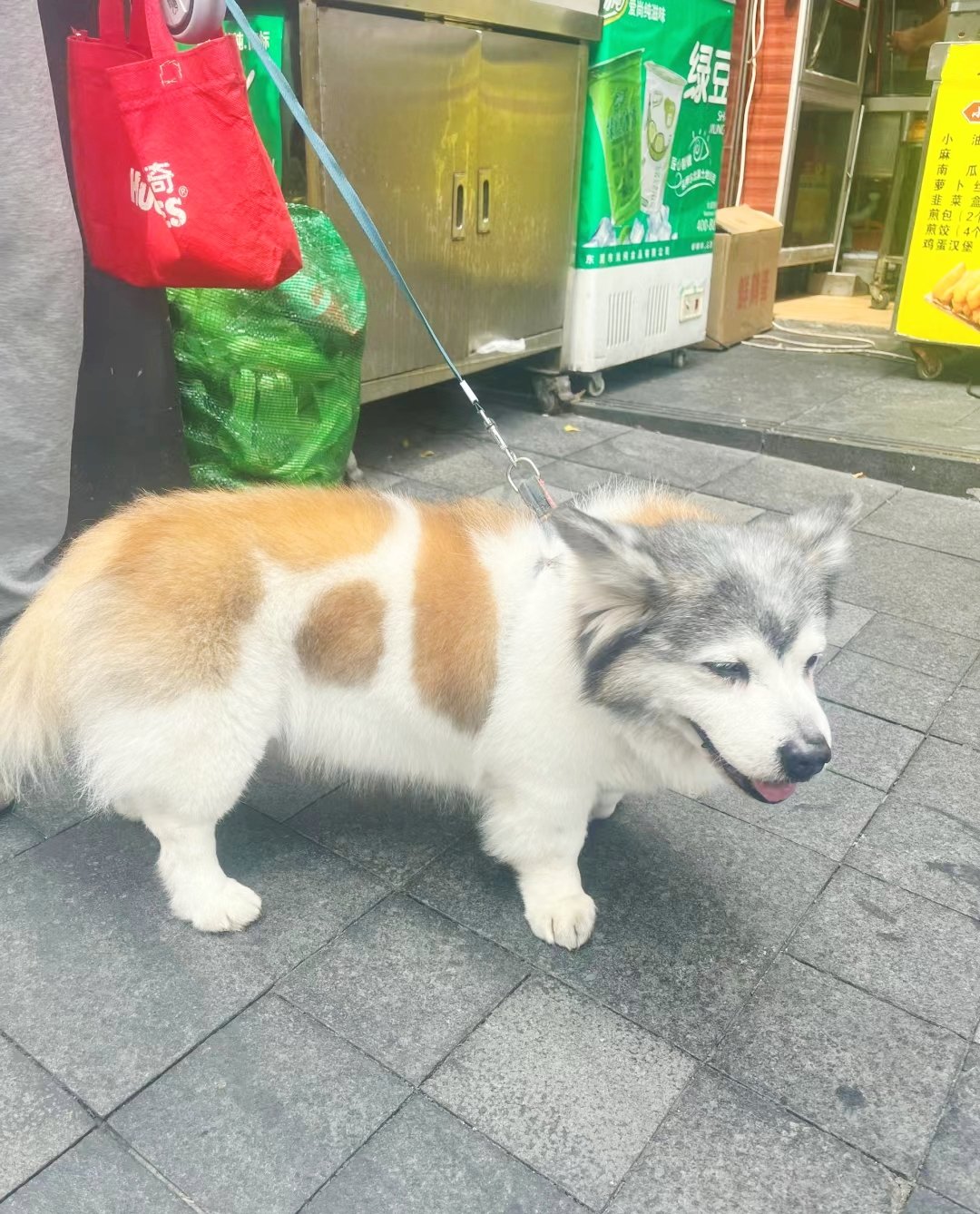 柯基二哈杂交犬图片