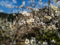 -广州市流溪河国家森林公园