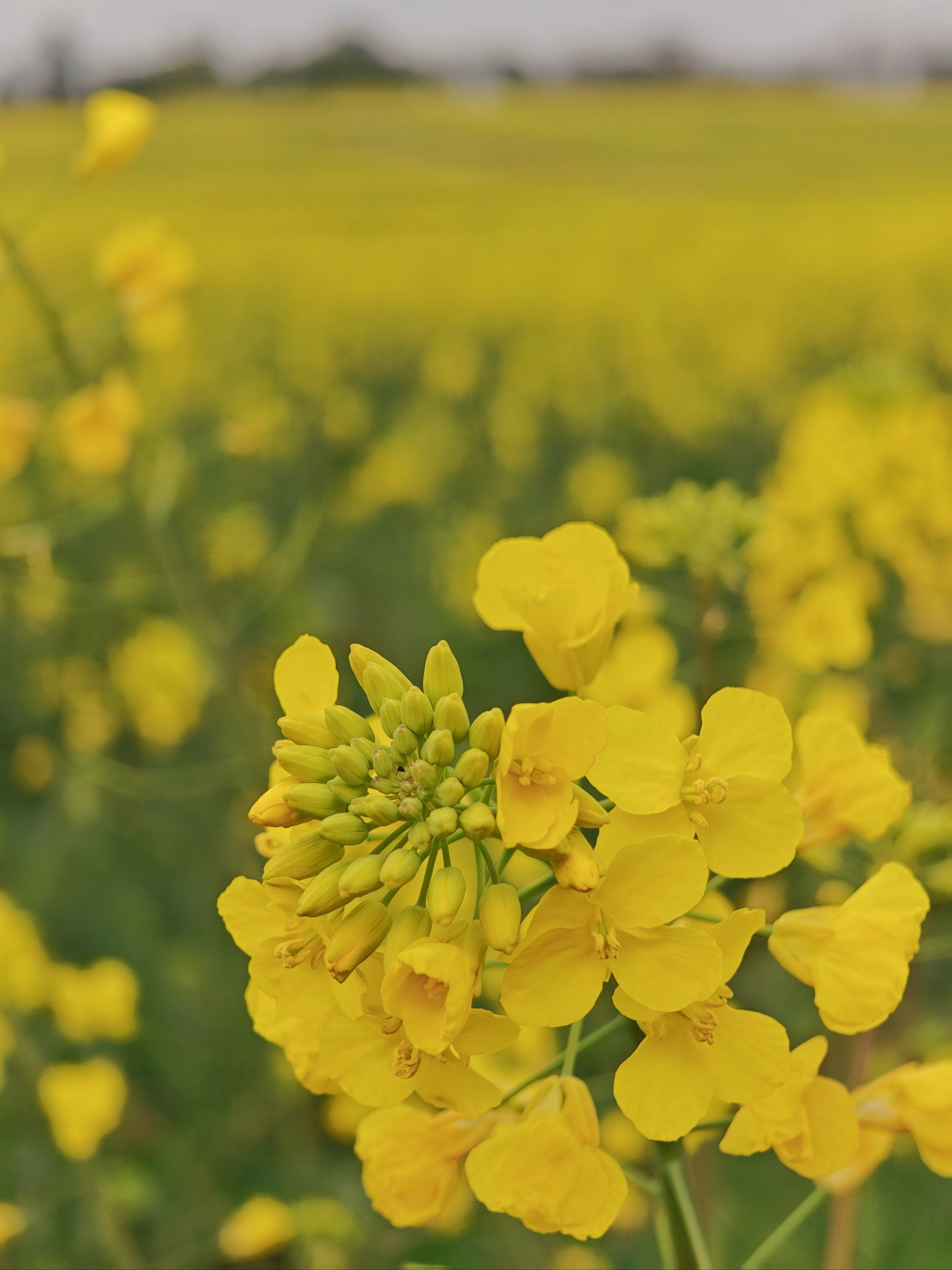 青龙湖天府绿道旁的油菜花又开了