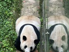 -都江堰中华大熊猫苑