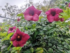-溪岸路花鸟市场