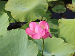 -野鸭湖国家湿地公园