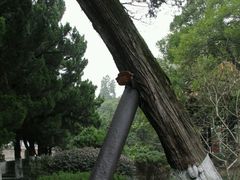 -南岳衡山风景名胜区-南岳大庙