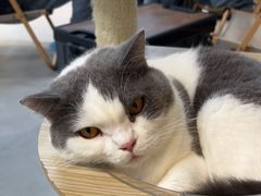 -Heymao猫咖.咖啡厅(东门店)
