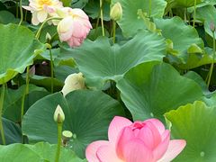 -荷塘月色湿地公园·向阳花洲