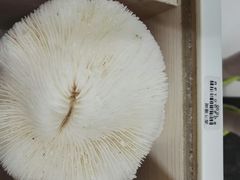 -青岛贝壳博物馆