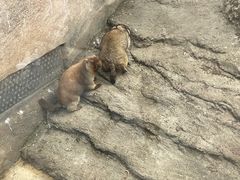 -沈阳森林动物园