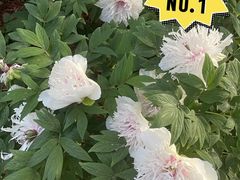 -洛阳市隋唐城遗址植物园