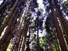 -武陵山森林公园