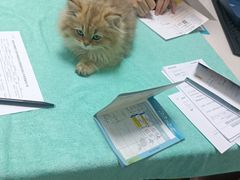 -东莞宠友24H宠物中心医院·转诊夜诊·异宠(新河北路院)