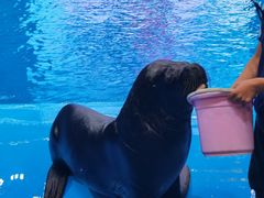 -芜湖新华联大白鲸海洋公园