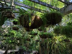-中国科学院西双版纳热带植物园