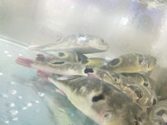 -兄弟爬爬虾(北京路店)