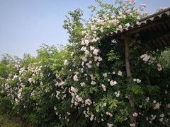 -大塘金香草谷