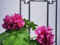 -中国科学院华南植物园
