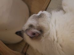 -猫咪派对(江南西店)
