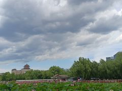 -莲花池公园