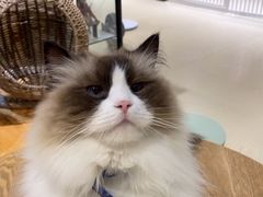 -藏猫猫咖啡主题馆(中央大道店)