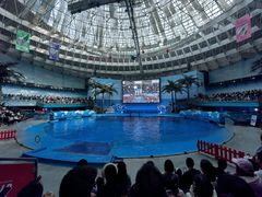 -海合安成都极地海洋公园