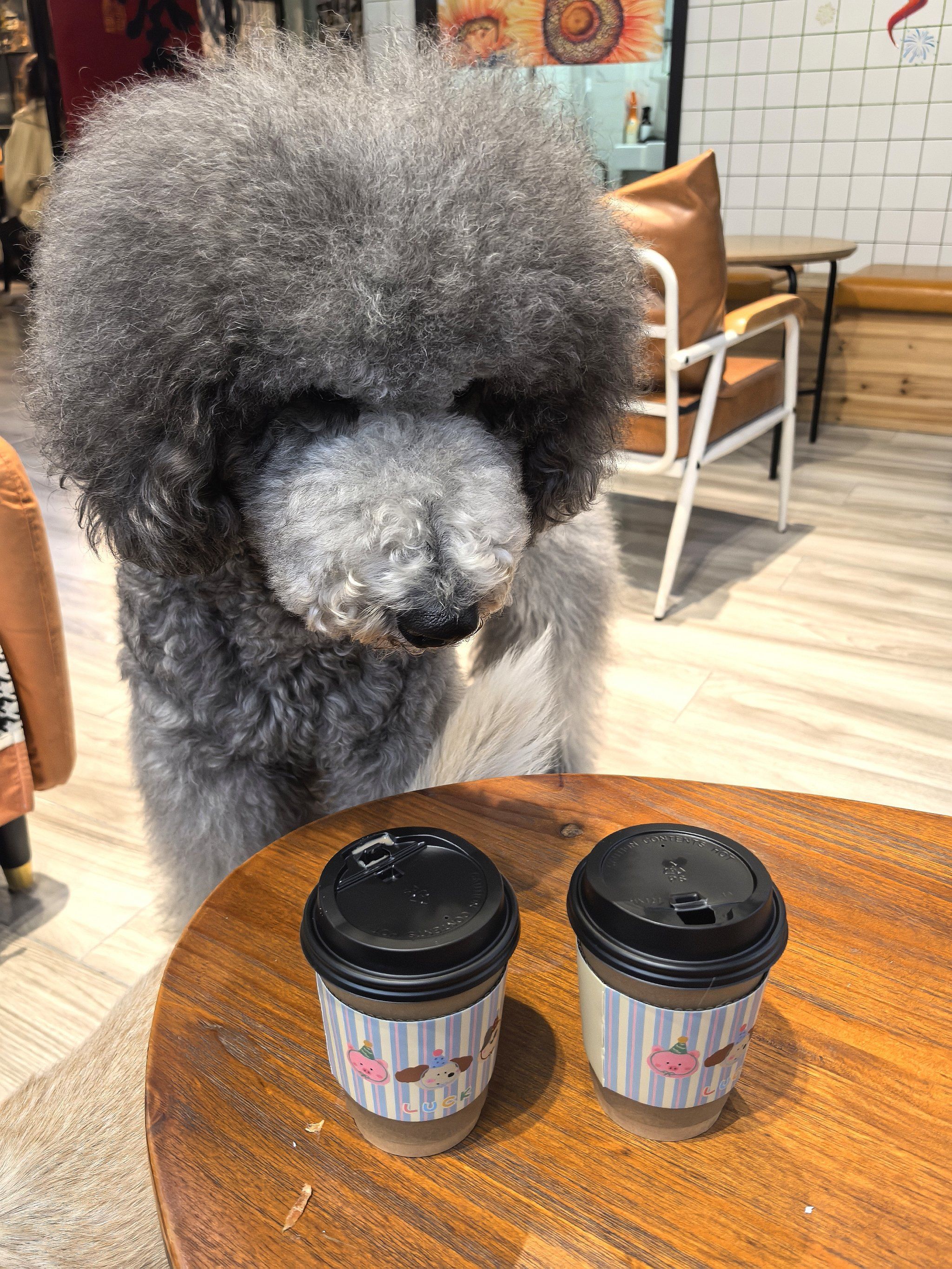 爱喝奶茶,还爱喝奶茶的萌犬