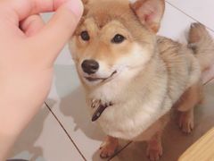-柴务处·柴犬主题狗咖