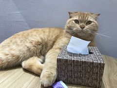 -藏猫猫咖啡主题馆(中央大道店)