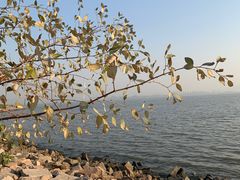 -深圳湾公园(南山区)