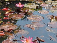 -深圳仙湖植物园