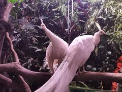 -正佳雨林生态植物园