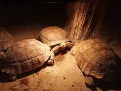 -绿色星球动物主题公园