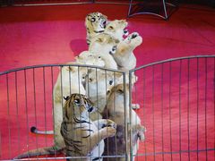 -俄罗斯国家大马戏团