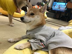 -逗柴咖啡屋·狗咖猫咖宠物桌游
