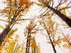 -百林公园-两江幸福广场