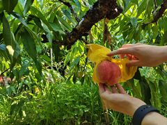 -南汇水蜜桃采摘(大团店)