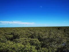 -北海金海湾红树林生态旅游区
