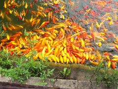 -武汉紫薇都市田园