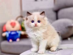 -猫十亿·布偶金渐层·曼基康矮脚猫舍(青年路店)