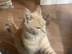 -楼上猫咖(罗湖店)