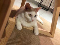 -Heymao猫咖.咖啡厅(东门店)