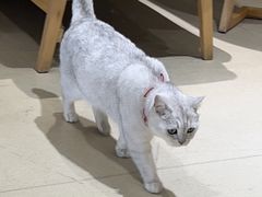 -藏猫猫咖啡主题馆(中央大道店)
