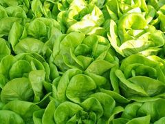 -中国农科院国家农业科技展示园