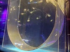 -海合安武汉极地海洋公园