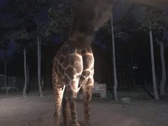 -清迈夜间动物园