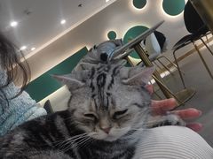 -飞行喵MR PILOT|猫舍·猫咖(静安大融城店)