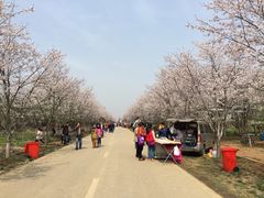 -天王浮山樱花园