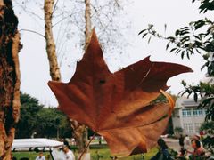 -四川大学(望江校区)