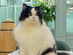 -安格丽娜·狗咖·猫咖羊驼咖(春熙路百盛商场店)