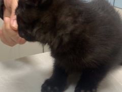 -中农国际动物医院24小时·猫科·骨科·急重症中心